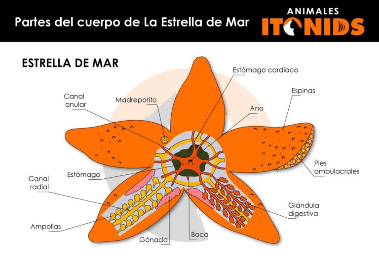 ⇒ Tipos de estrellas de mar