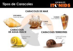 ⇒ Los caracoles y sus tipos | Características, hábitat, qué comen...