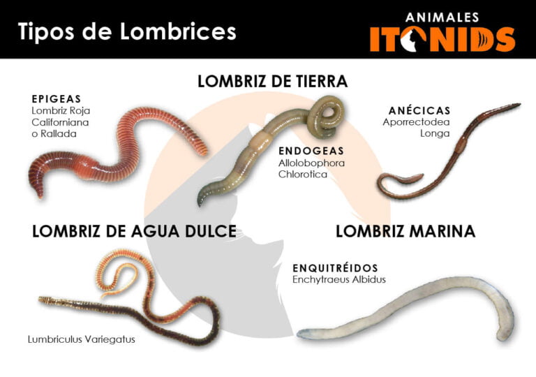 caracter-sticas-de-las-lombrices-y-tipos-tierra-agua-dulce-marina