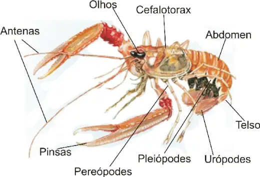Características de los crustáceos