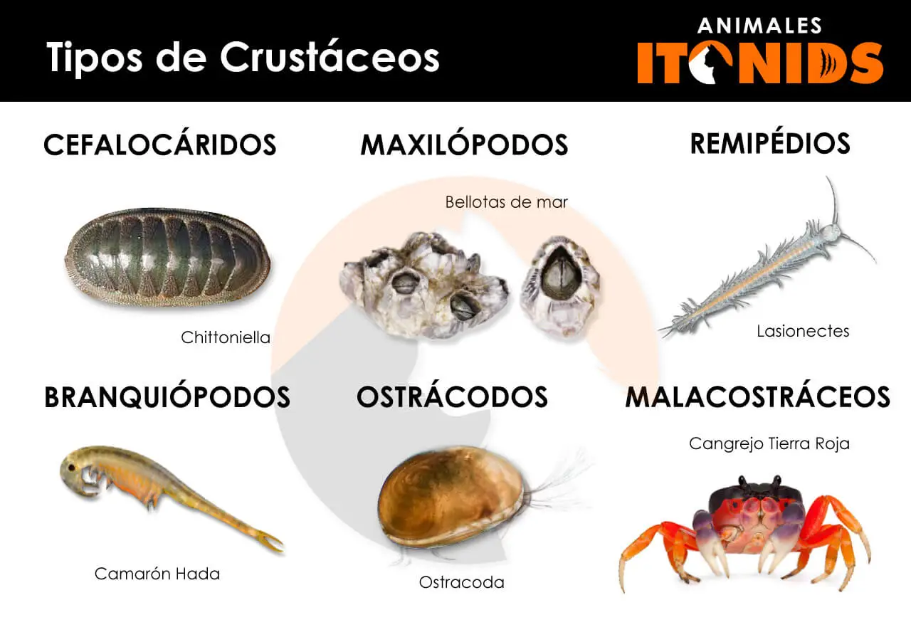 Tipos de crustáceos
