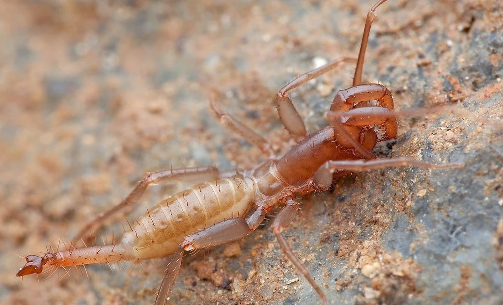 «Esquizómidos» o «escorpión de látigo corto», que se distinguen por ser diminutos (menos de 7 milímetros) y tener una pequeña cola o flagelo.