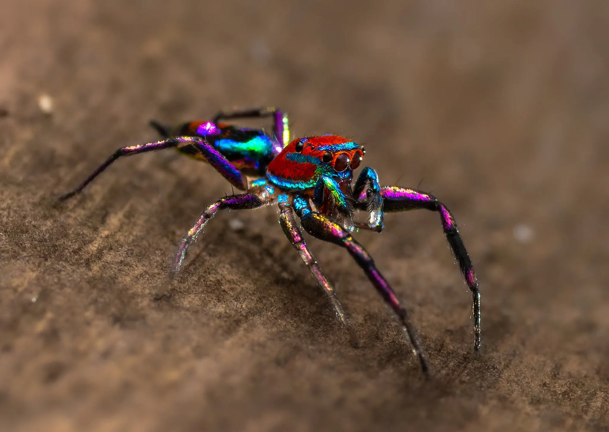 Las arañas saltarinas son un grupo de arañas cazadoras pequeñas que se distinguen por su agilidad para saltar, una excelente visión y variedad de coloraciones.