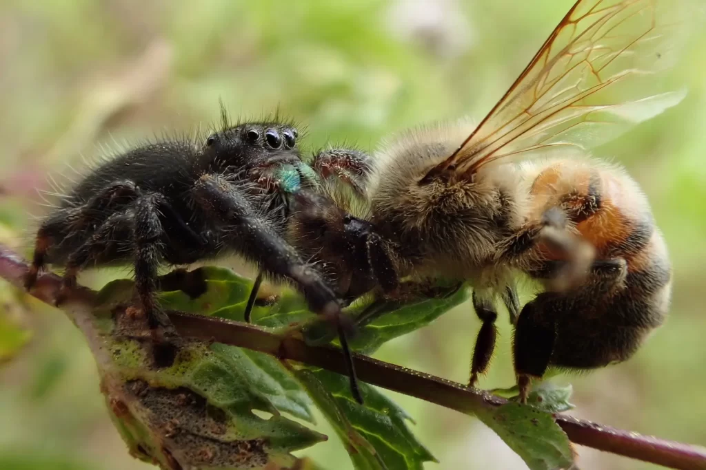 Araña saltarina consumiendo una presa, en este caso una abeja.