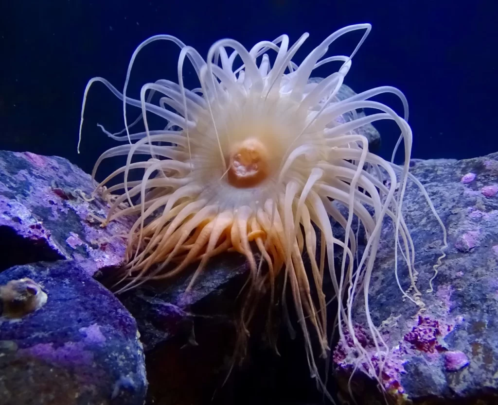 La anémona de mar con sus tentáculos extendidos se asemeja a una flor terrestre del mismo nombre (anémona).