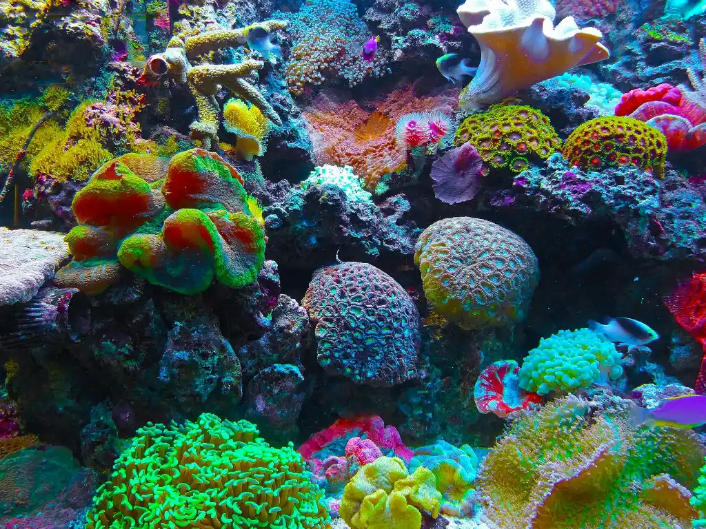 Los corales forman uno de los ecosistemas más espectaculares y valiosos del planeta llamado «arrecife de coral», conocidos por su belleza, variedad de formas y colores y por ser el hogar de muchas especies animales y vegetales.