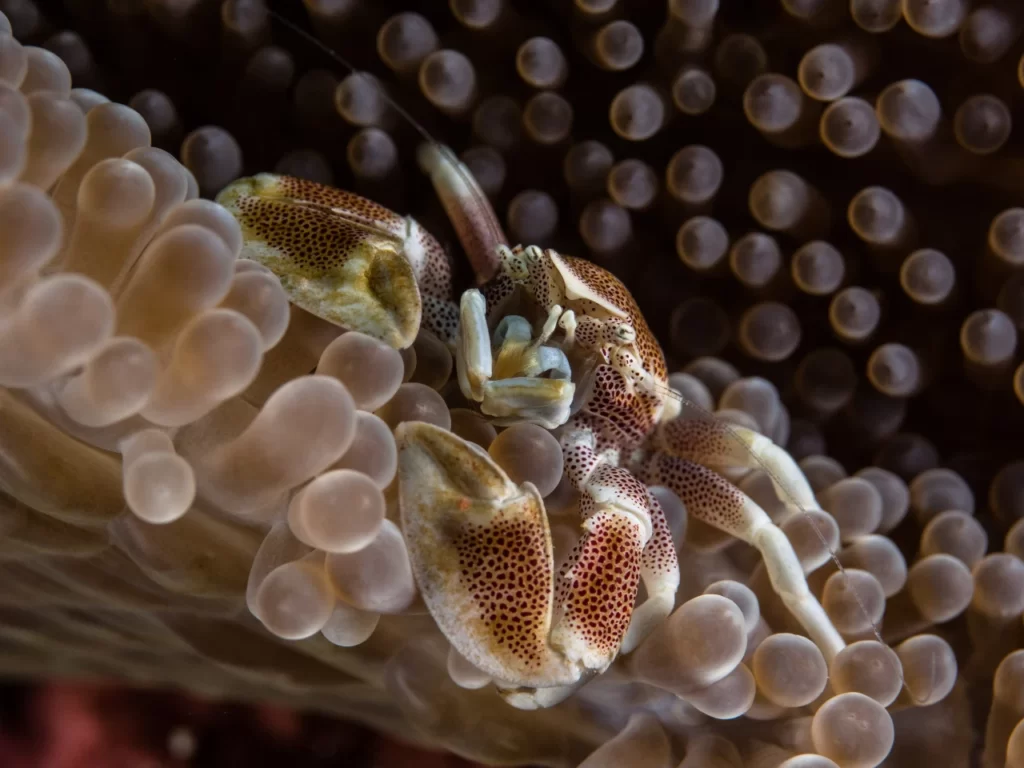 Relación de simbiosis (cooperación) entre una anémona de mar y un crustáceo.