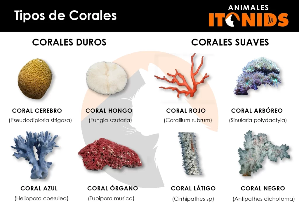 Tipos de corales