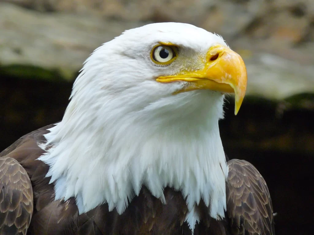 El águila calva está clasificada como de preocupación menor por la lista roja de la IUCN desde el año 2017.