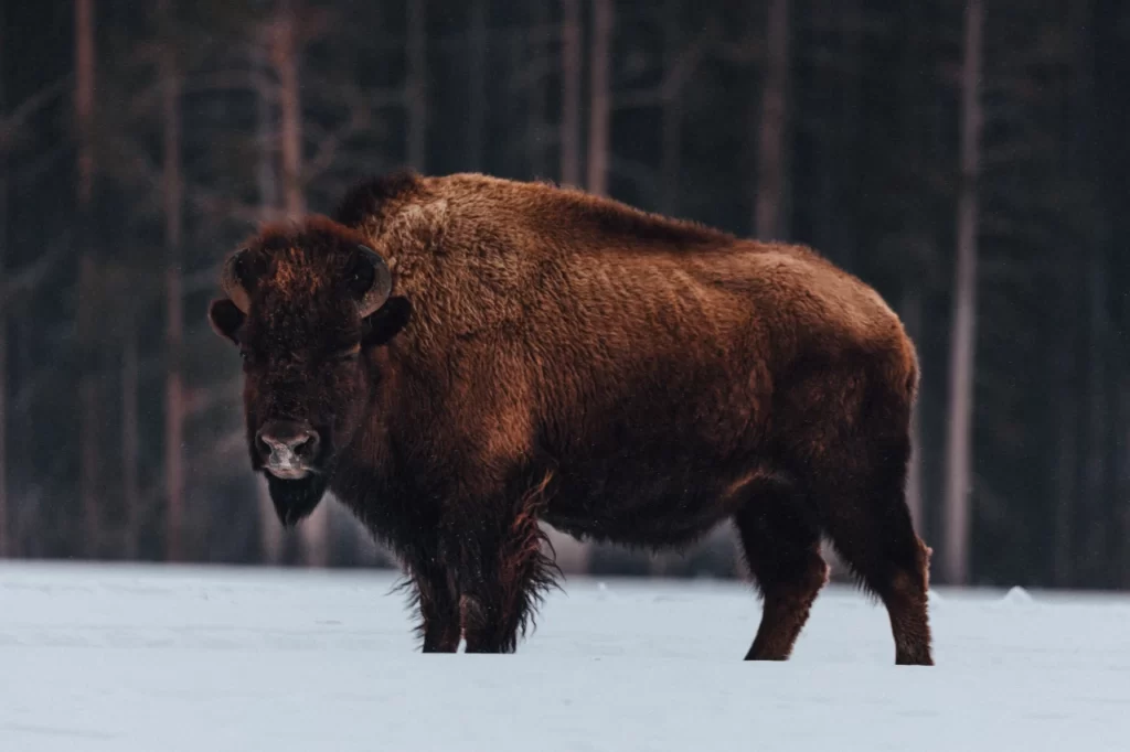 Bisonte es un mamífero terrestre de la familia de los «Bóvidos»