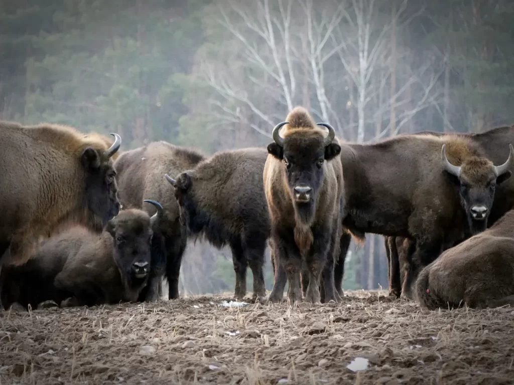 Manada de bisontes en su hábitat.
