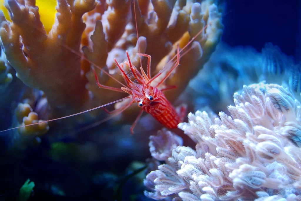 Especie de camarón en asociación con corales.