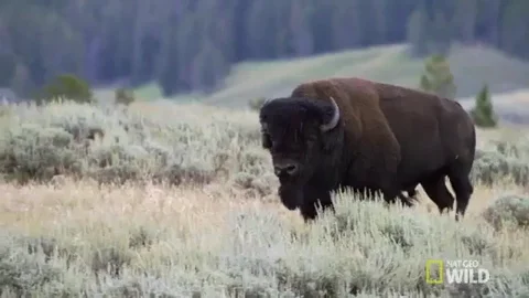 Gif bisonte