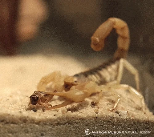 Gif escorpión dorado