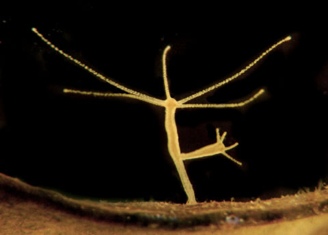Especie de hidra oligactis; tiene pedúnculo (pie) y su columna y tentáculos son largos.