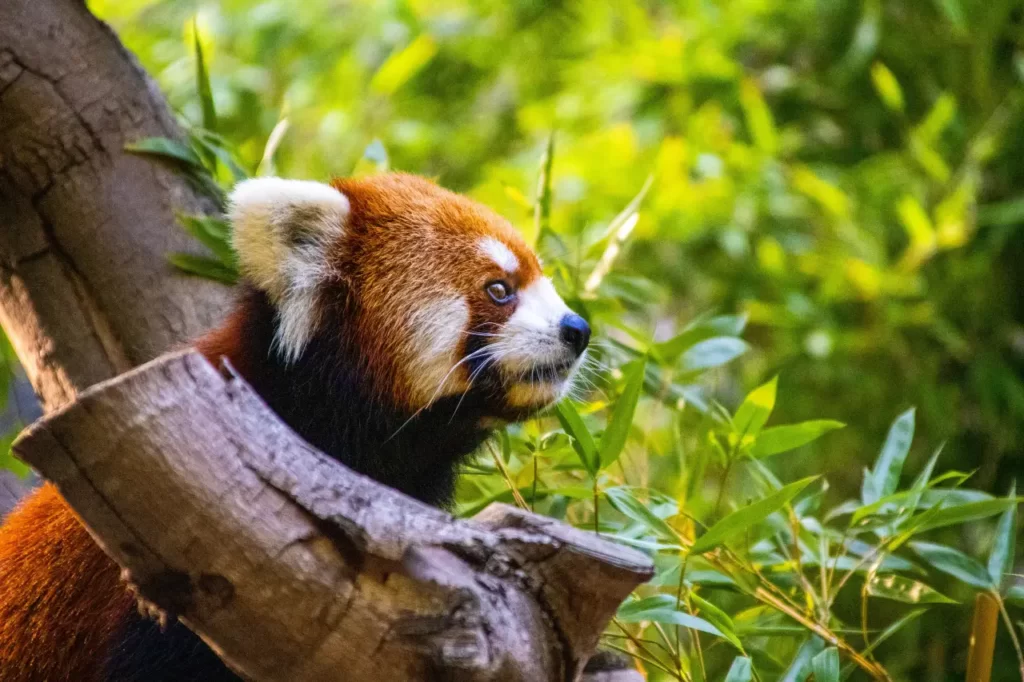 El panda rojo es una especie clasificada «En peligro» desde el 2015, pues la pérdida de su hábitat y la caza furtiva han disminuido su población de forma impresionante, llegando a menos de 10.000 individuos en edad reproductiva en la naturaleza.