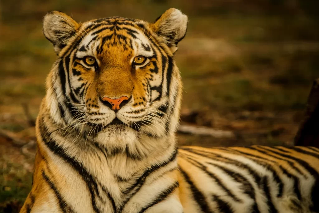 En la actualidad, existen unos 540 tigres siberianos en el mundo; la reducción de su hábitat y el tráfico ilegal para su uso en la medicina tradicional china lo catalogan, según la Lista Roja de la UICN, «En peligro» desde el 2014.