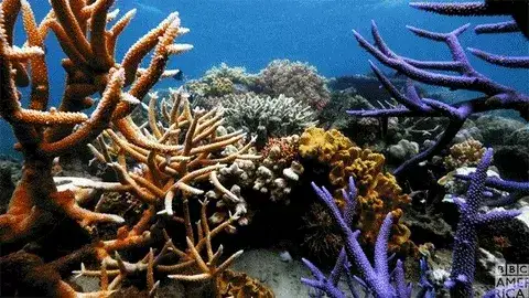Gif de corales en arrecifes