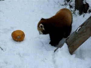Gif de panda rojo jugando.