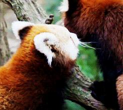 Gif de pareja de pandas rojos.