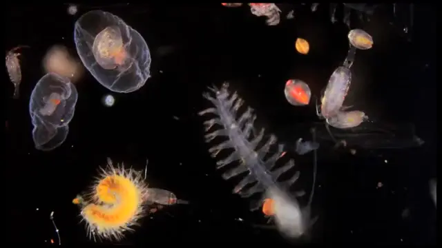 Gif de la diversidad de organismos que conforman el plancton.
