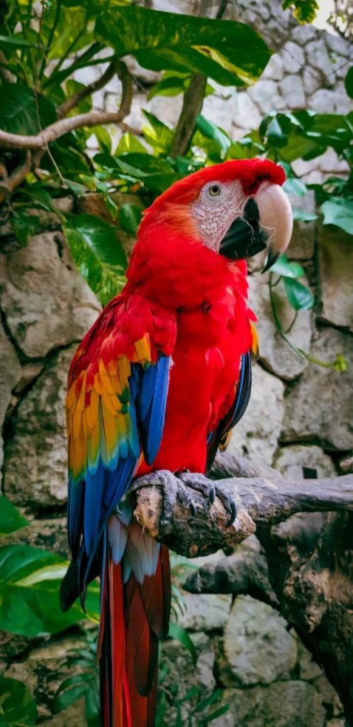 Guacamaya, ave reconocida por su pico y hermosas plumas con variedad de colores.
