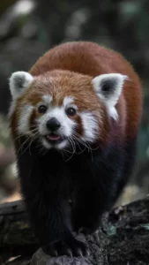 Panda rojo o panda menor.