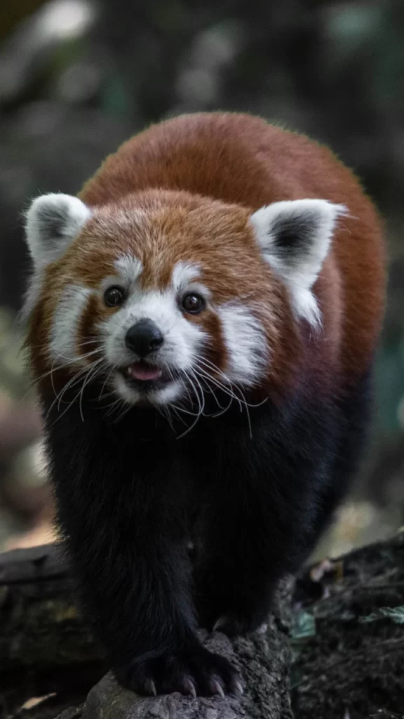 Panda rojo o panda menor.