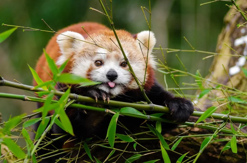 Panda rojo sobre árbol de bambú.