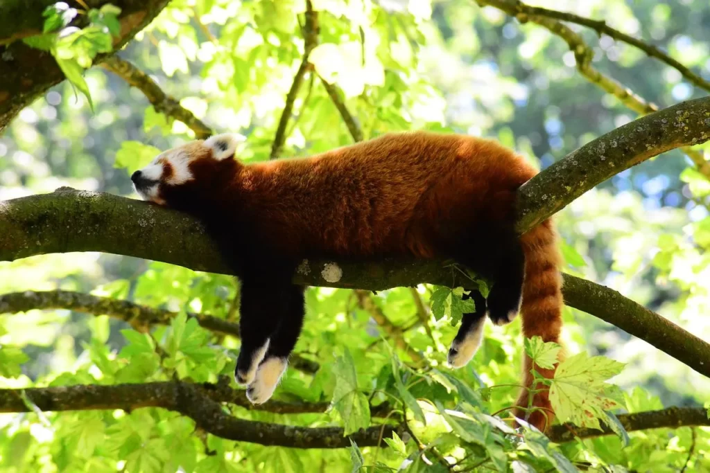 Panda rojo descansando sobre un árbol.