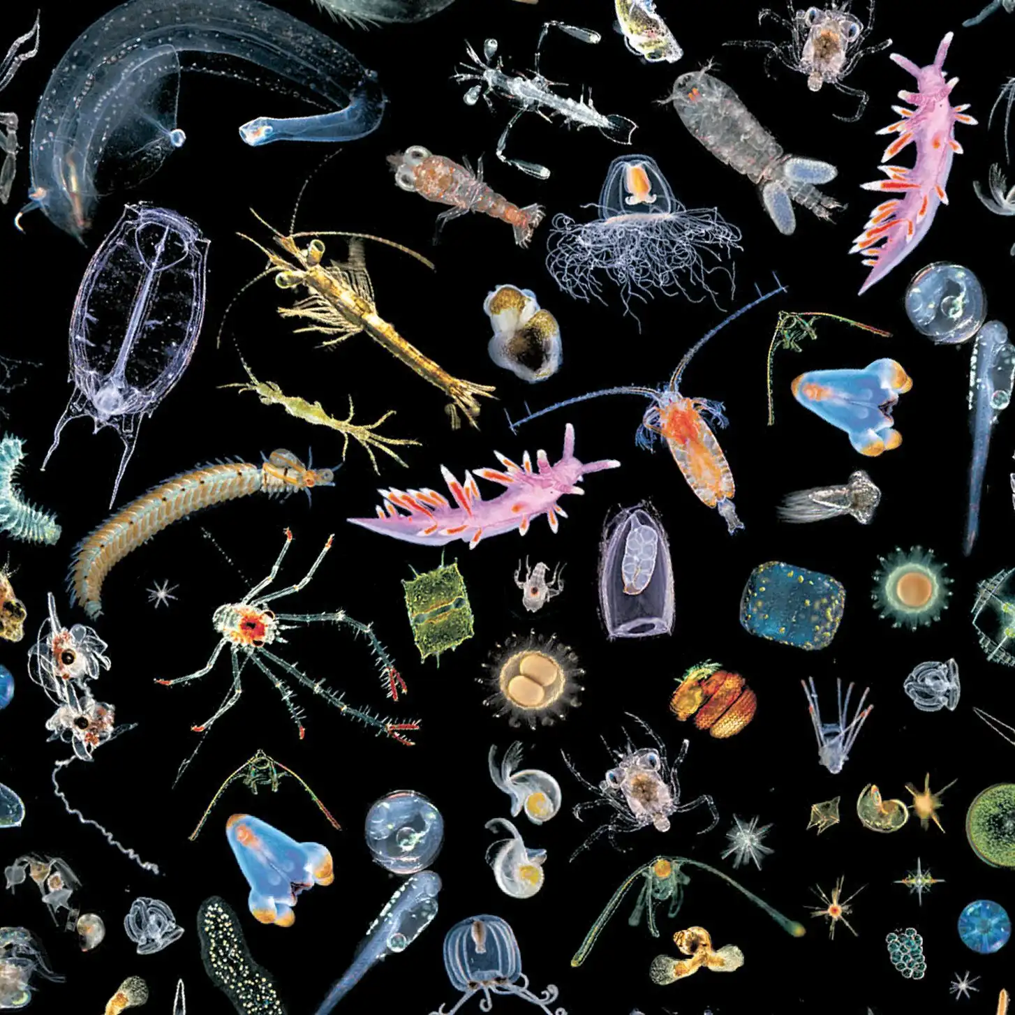 Organismos presentes en el zooplancton.