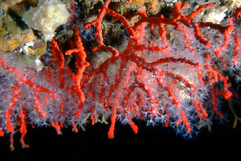 El coral Rojo (corallium rubrum)