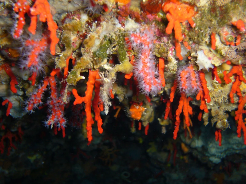 El coral Rojo (corallium rubrum)