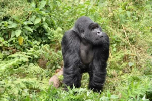 Gorila en su hábitat