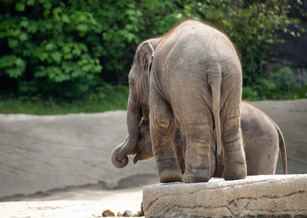 Elefantes en zoológico