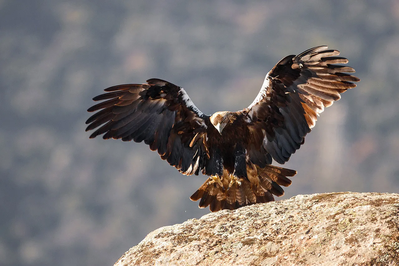 águila imperial ibérica