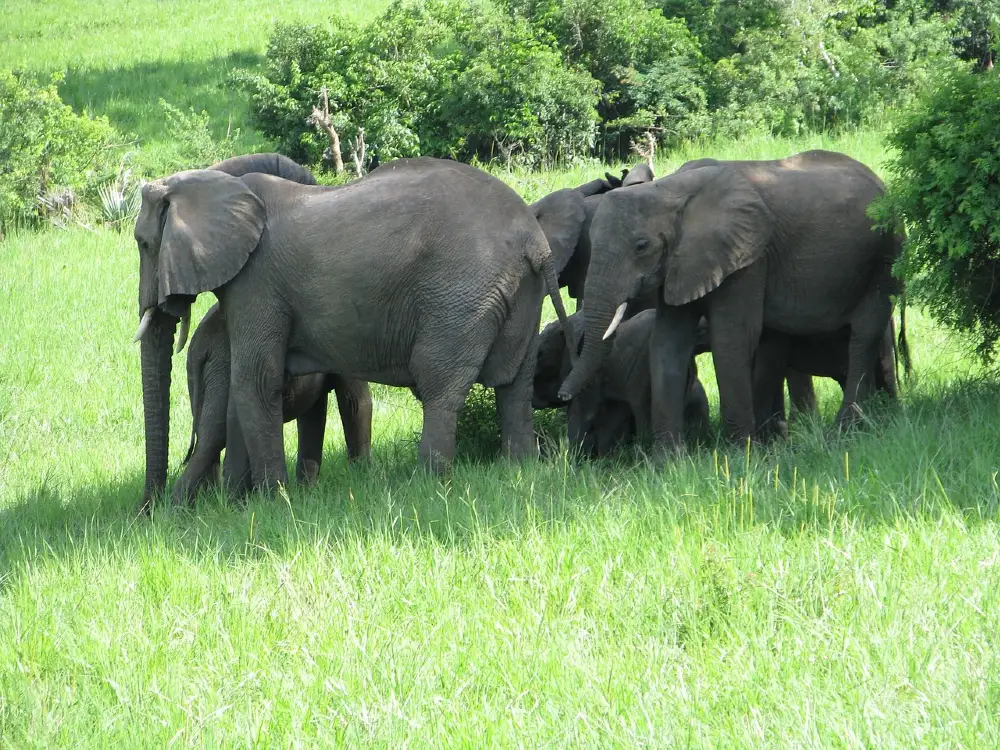 elefante de selva africano en manada
