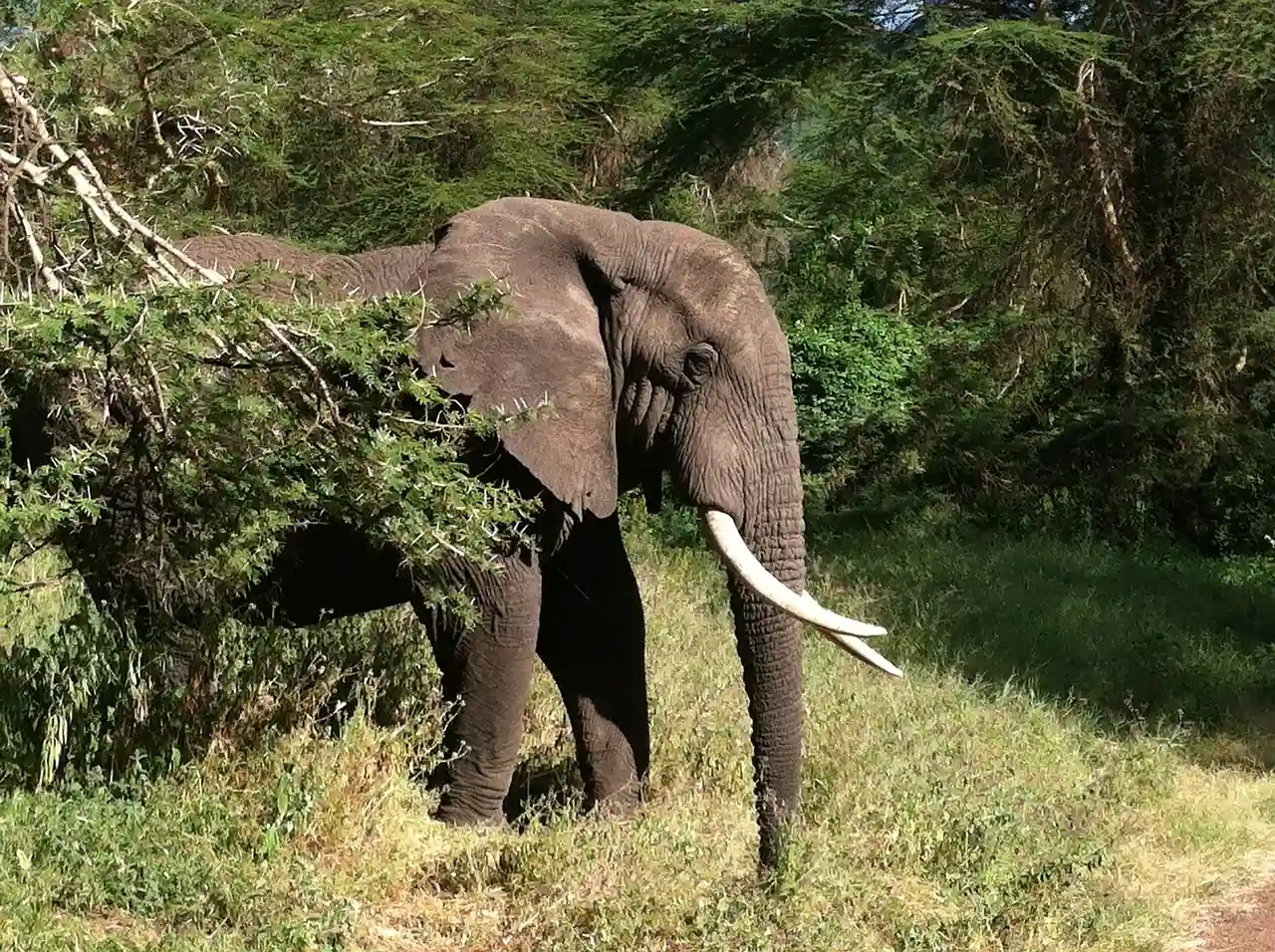 elefante de selva africano