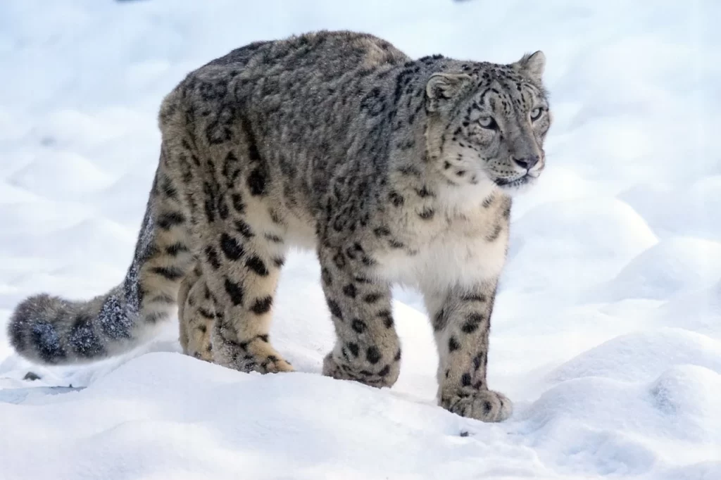 leopardo de las nieves