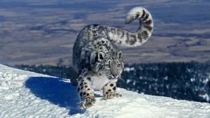 leopardo de las nieves en su habitat natural