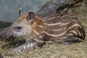 tapir en peligro de extinción