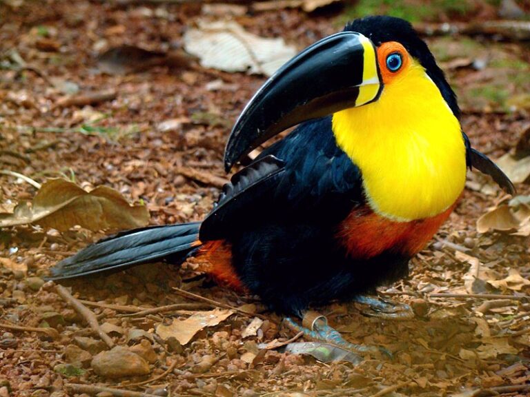 ⇒ El Tucán Ariel | Un Ave Tropical en Peligro de Extinción