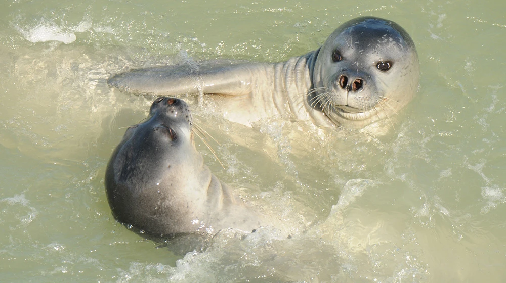 foca monje del mediterraneo caracterisiticas