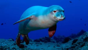 foca monje del mediterraneo