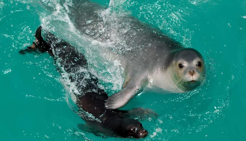 foca monje del mediterraneo con su cria 